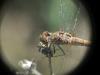 Sympetrum striolatum